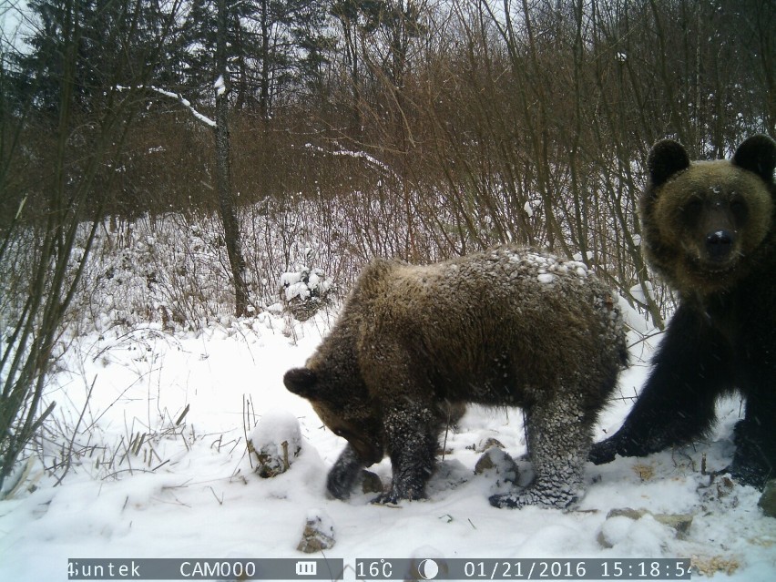 W Bieszczadach żyje około 200 niedźwiedzi
