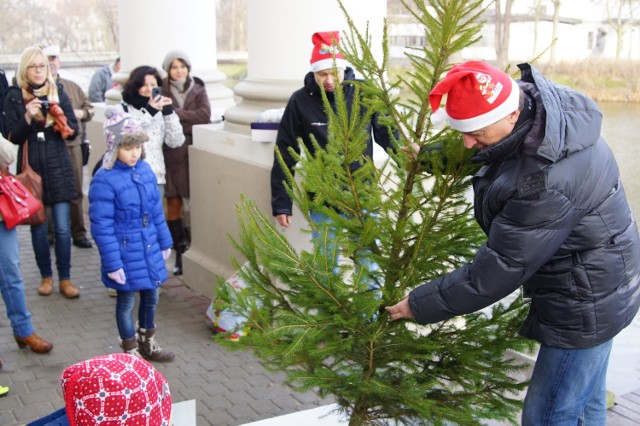 W Kalisz świąteczna choinka stanęła na Prośnie