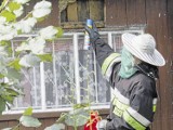 Strażacy walczą z plagą owadów