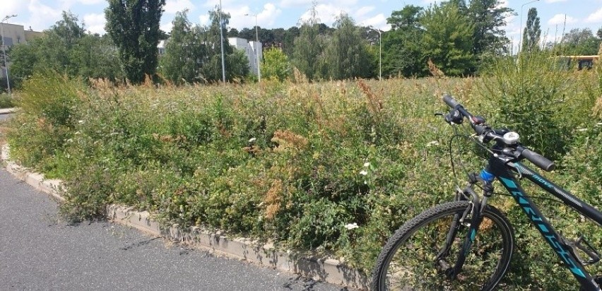 - Z tego powodu trawniki na osiedlach, będące w gestii...