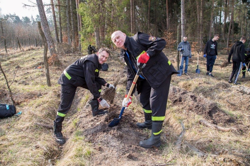 Elektrownia w Rybniku w akcji Lasy pełne energii. Posadzono 1000 drzew! Pomogli strażacy OSP oraz uczniowie Mechanika