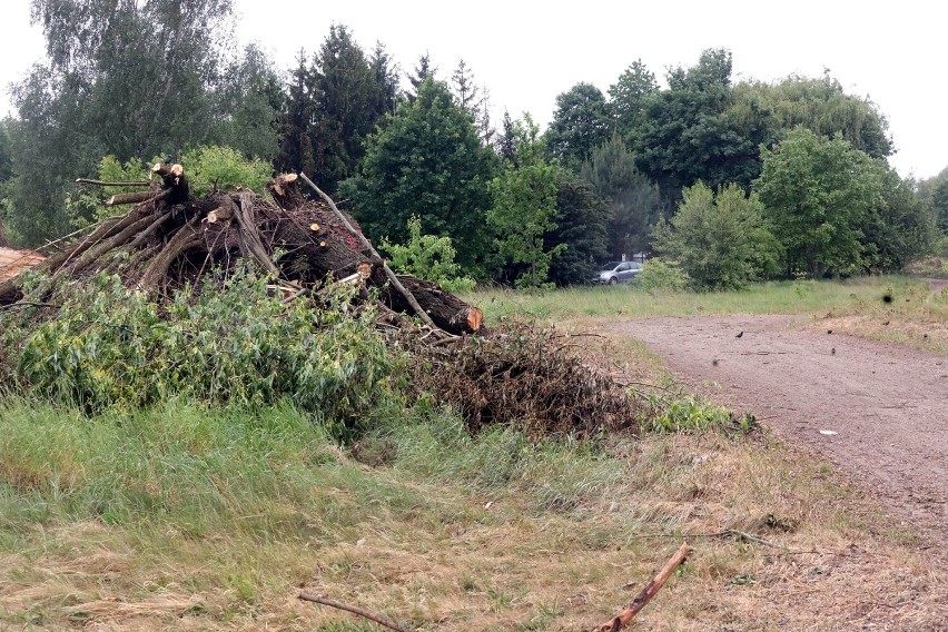 Ruszył III etap budowy zbiorczej drogi południowej w Legnicy, zaczęto wycinać drzewa