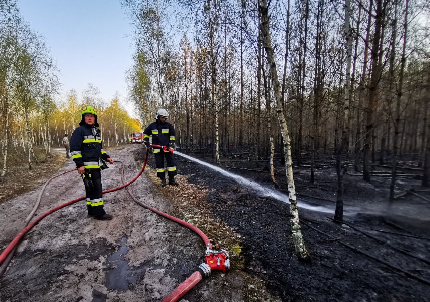 2 maja doszło do pożaru lasu na granicy powiatów: pleszewskiego i konińskiego