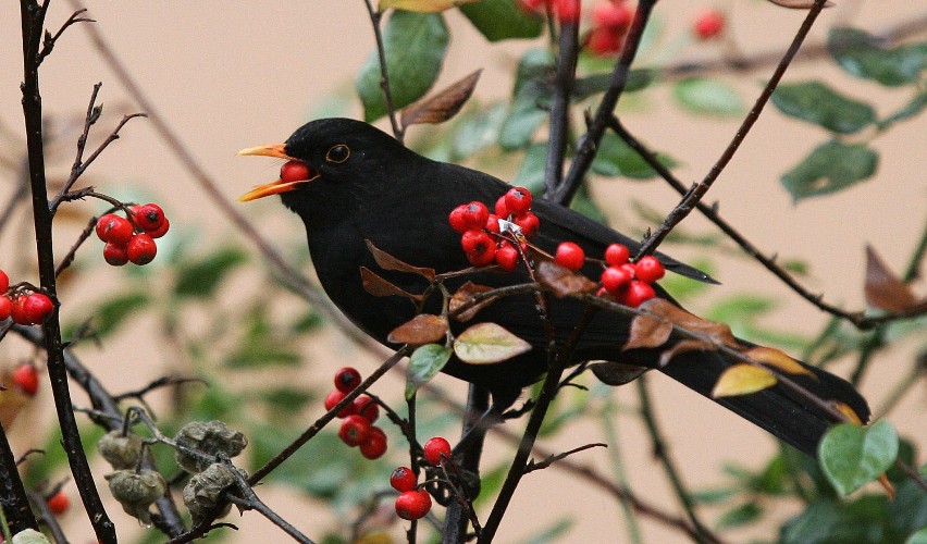 Dlaczego ptaki na zimę odlatują do ciepłych krajów? Poznaj ptasie tajemnice z CEP w Lubinie