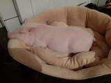 Świnka Bejbi wychowuje się w kaliskiej fundacji Free Animals ZDJĘCIA, FILM