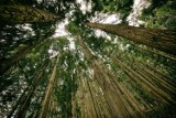 Powiat Będziński: chcesz posadzić las? Możesz dostać dofinansowanie 