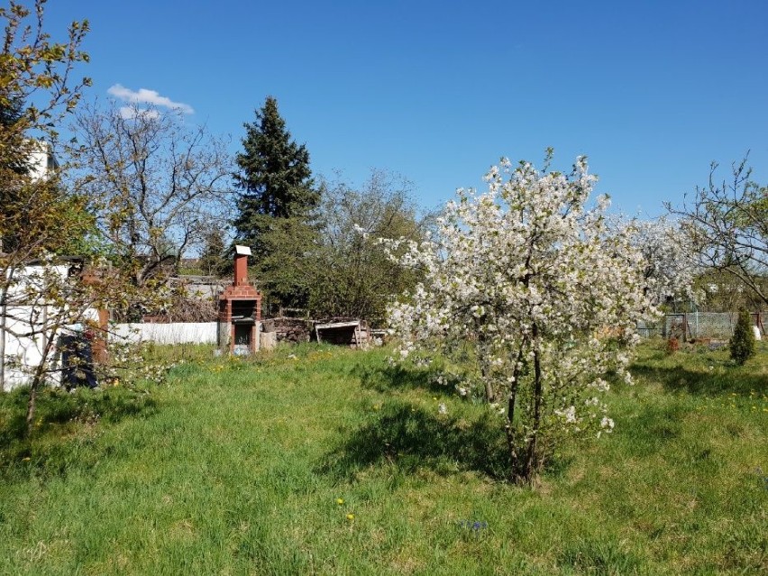 Duża działka rekreacyjna, gródek działkowy w centrum...