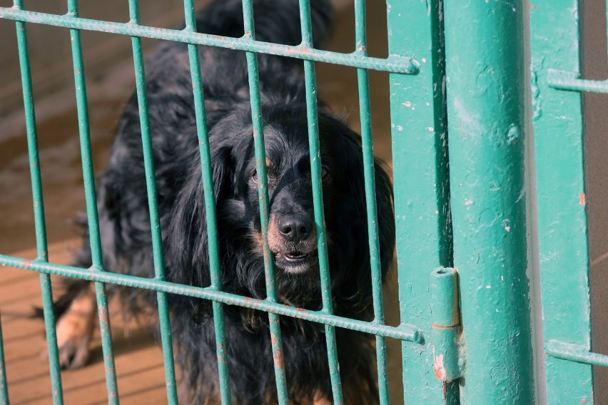 One czekają na adopcję, zobaczcie zdjęcia piesków w Legnica