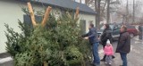 Jak choinka to tylko z lasu. Od wczoraj świąteczne drzewka można kupić w Nadleśnictwie Gorlice. Dzisiaj drzewko będzie można dostać za krew