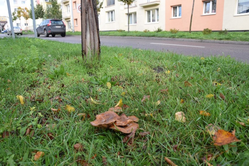 Takie grzyby rosną na miejskich trawnikach w Pruszczu! Zobaczcie zdjęcia!