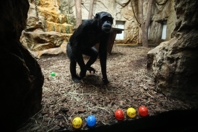 ZOO Warszawa. Niebezpieczne zachowanie warszawiaków. "Ludzie dokarmiają zwierzęta popcornem, chipsami i cukierkami"