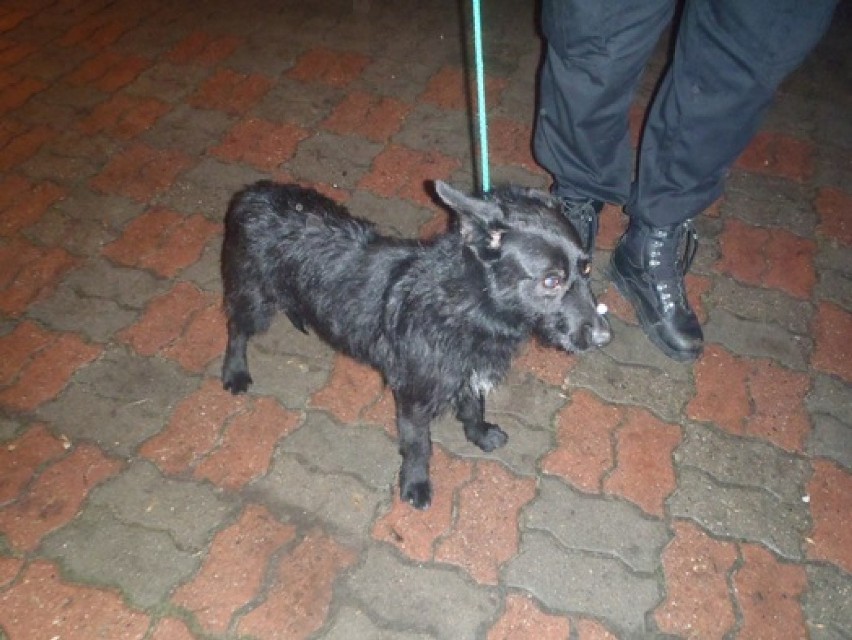 Pies znaleziony 26.12.2013 roku, około godziny 17.30, przy ulicy Okulickiego