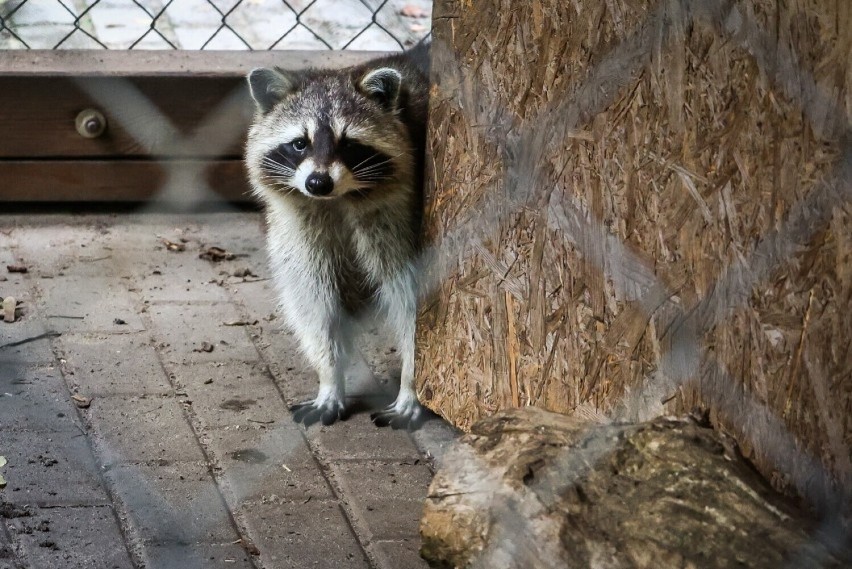 Nowi lokatorzy mini zoo w Lesznie  mają już imiona. Nadali je im mieszkańcy. 