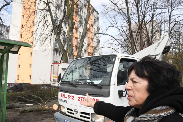 Mieszkanka Elżbieta Łozińska protestuje przeciwko wycince zdrowych drzew, tu na ulicy Biskupa Czesława Kaczmarka,  a takie praktyki jej zdaniem zdarzają się coraz częściej.