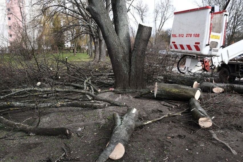Przy ulicy Biskupa Kaczmarka w Kielcach wycięto drzewo. Mieszkańcy są oburzeni (ZDJĘCIA)