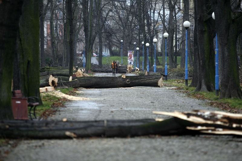 Legnica: Wycinka drzew w parku(ZDJĘCIA)