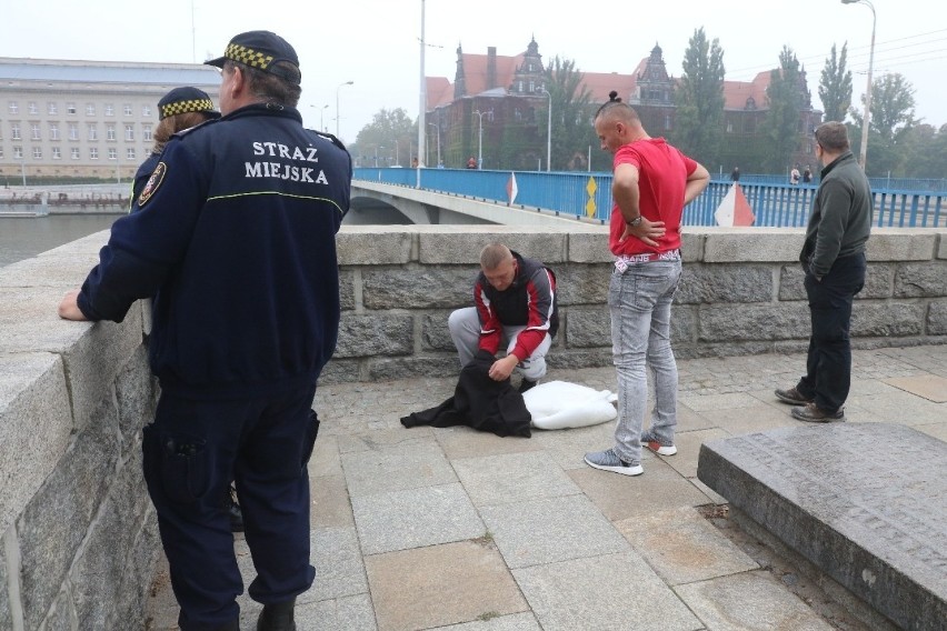 Wrocław. Zobacz, jak strażnicy miejscy ratowali łabędzia (ZDJĘCIA)