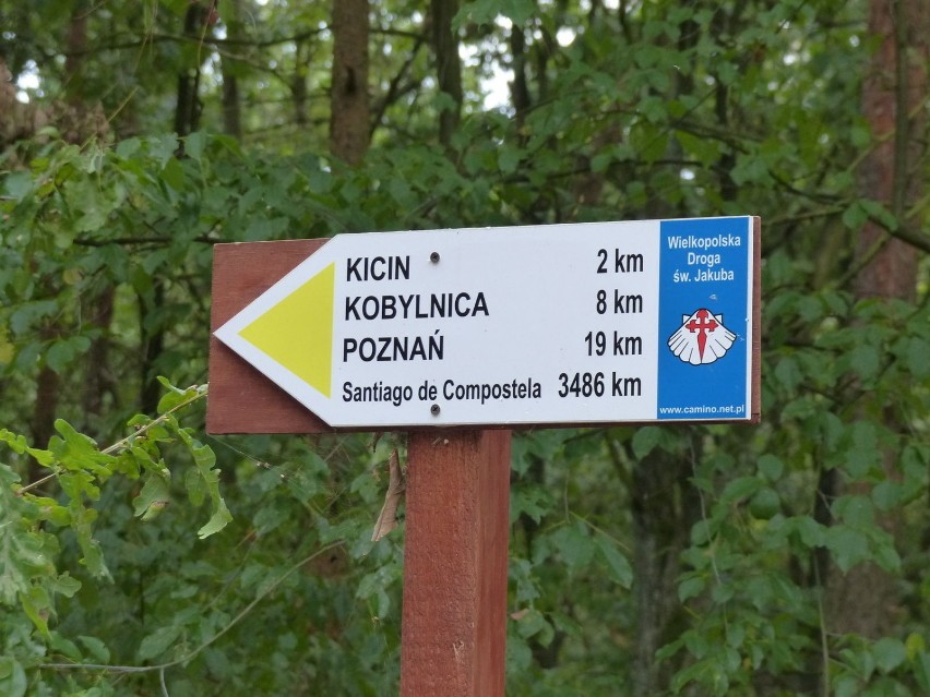 Znajduje się w puszczy 10 km od Poznania. Fot. Adrianna...