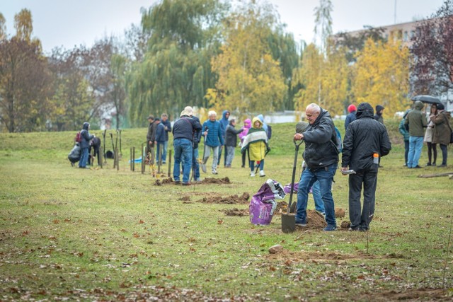 Przed blokiem przy ul. Kazimierza Wielkiego na Piaskach seniorzy posadzili 15 drzew.