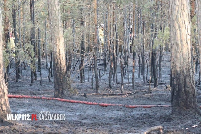 Pożar w Kaszczorze. Spaleniu uległo 35 arów lasu