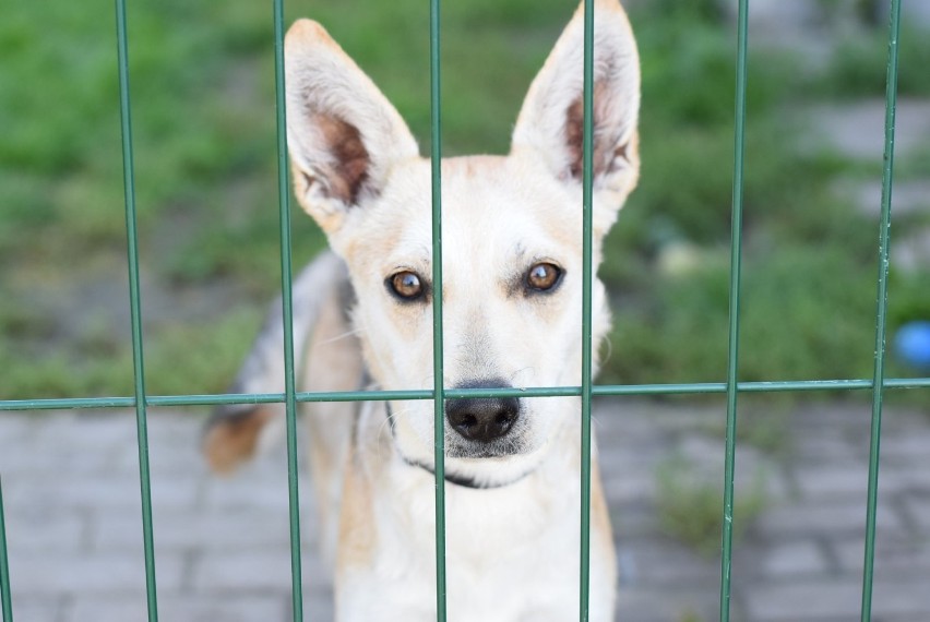 Zwierzęta do adopcji, które obecnie przebywają w schronisku...