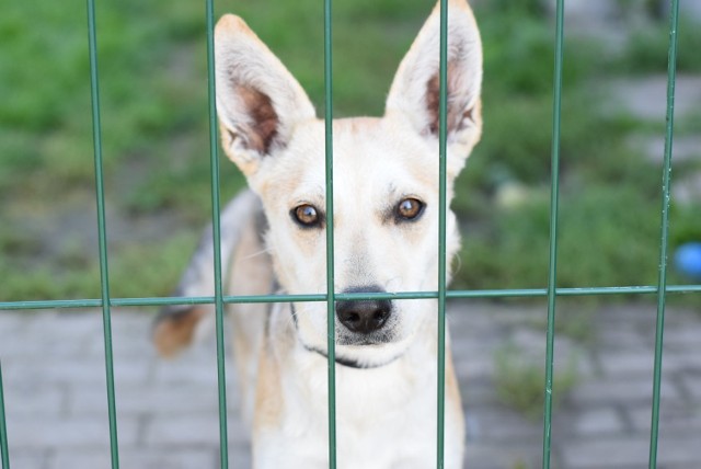 Zwierzęta do adopcji, które obecnie przebywają w schronisku w Zawierciu.