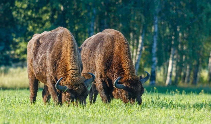 Tarnobrzeg. Wykład i wernisaż wystawy fotografii "Echa Puszczy Białowieskiej". Centrum Natura 2000 zaprasza! 