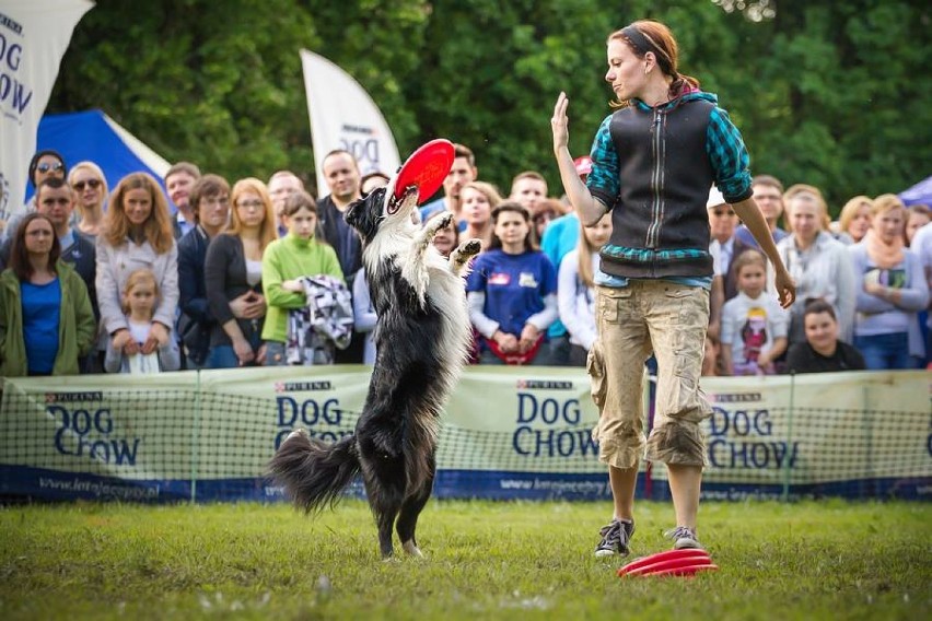 Dog Chow Disc Cup 2015 Warszawa. Zobacz, jak te psy potrafią...
