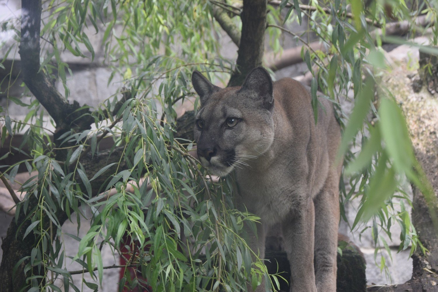 Puma Nubia to mieszkanka Śląskiego Ogrodu Zoologicznego w Chorzowie.  Zwierzę przyzwyczaiło się już do wybiegu. Jest zdrowe i prawidłowo je |  Chorzów Nasze Miasto