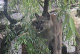 Puma Nubia to mieszkanka Śląskiego Ogrodu Zoologicznego w Chorzowie. Zwierzę przyzwyczaiło się już do wybiegu. Jest zdrowe i prawidłowo je