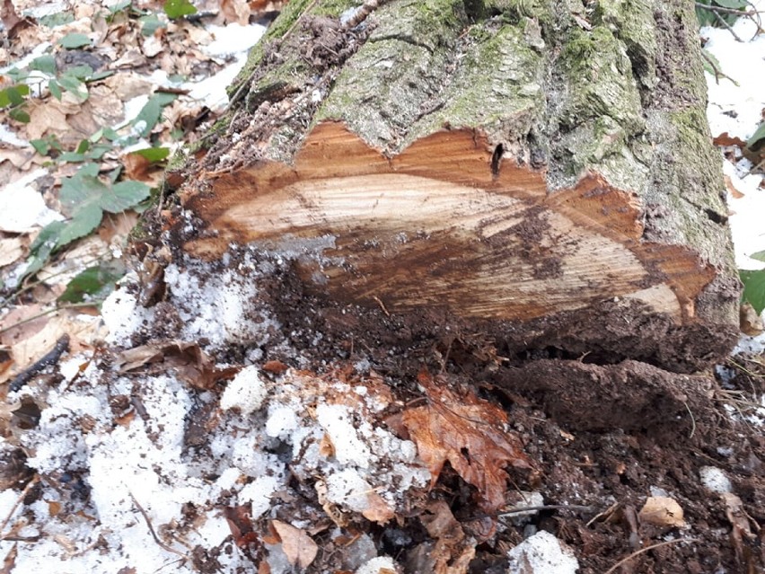 Wałbrzyszanie oburzeni wycinką drzew w parku na Rusinowej w...