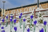 W Zakopanem zima przywitała się z wiosną. Spadł śnieg i na Gubałówce przysypał... sztuczne krokusy 