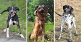 Wspaniałe psy do adopcji w Rybniku - zobacz ZDJĘCIA! Te CUDOWNE czworonogi czekają na nowy dom