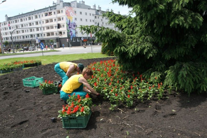 Kwiaty pojawiły się na rondzie w centrum Kielc