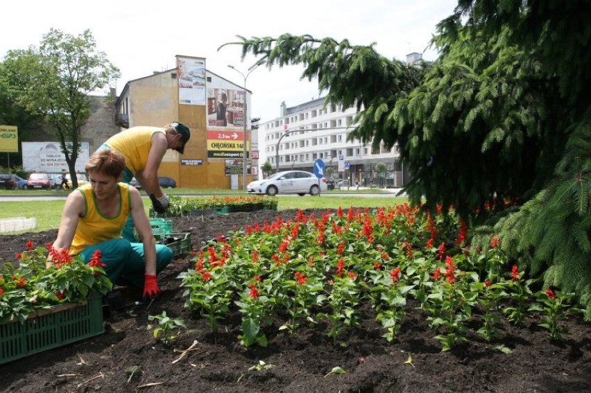 Kwiaty pojawiły się na rondzie w centrum Kielc