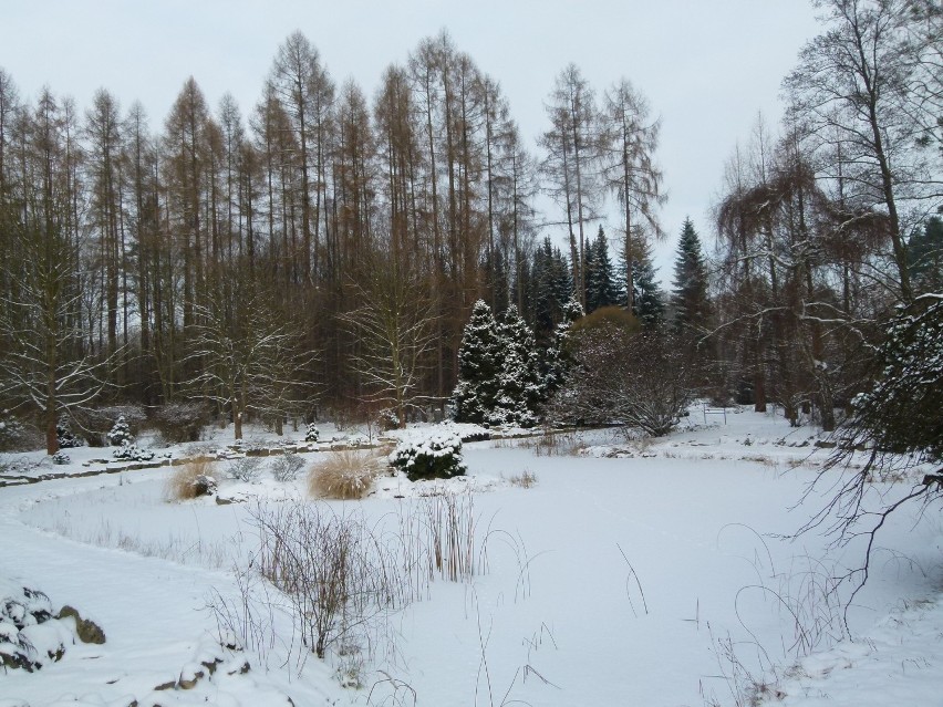 Zima w arboretum w Rogowie. Zobacz, jak zjawiskowo ogród wygląda pod śniegiem  ZDJĘCIA