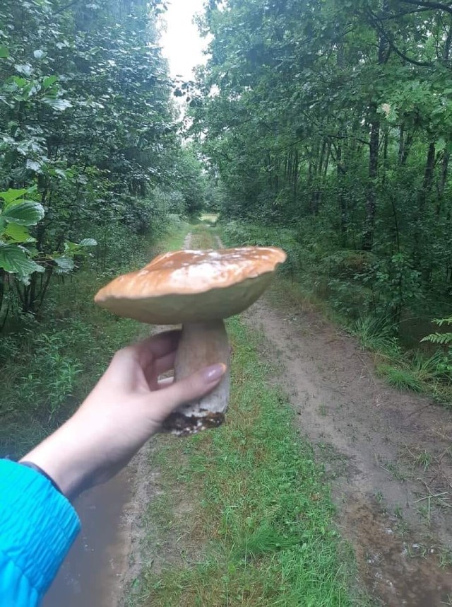 Wysyp grzybów w lasach Konina i okolicy