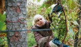 Plantacje wina na Śląsku? Oczywiście, w naszym regionie trwało wielkie winobranie