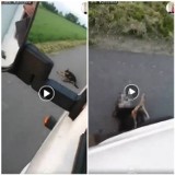 Co za okrucieństwo! Kierowca specjalnie przejechał psa (ZOBACZ FILM)