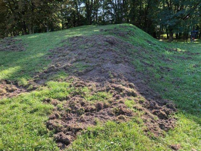 Kraków. Dziki niszczą park im. Maćka i Doroty na Klinach Borkowskich [ZDJĘCIA]