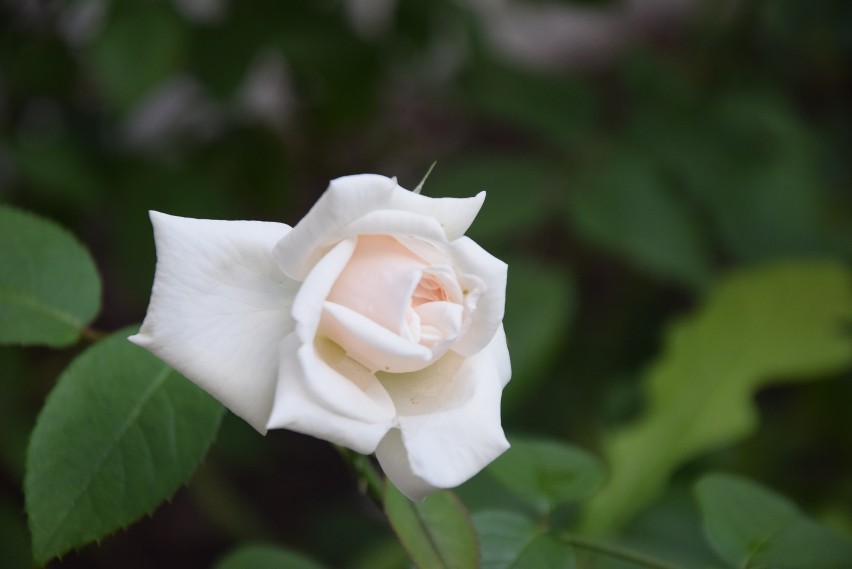 Róża księżnej Daisy w Pszczynie