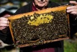 Miodów w tym roku jest tyle, co na powąchanie - mówią zgodnie pszczelarze. Chłodna i deszczowa wiosna odbiła się na pasiekach