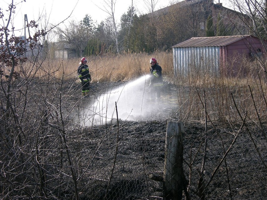Pożar traw w Skierniewicach na osiedlu Widok wybuchł po...