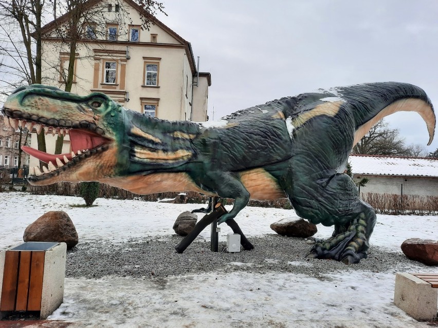 Jak widać, dinozaury już zadomowiły się w Szprotawie. I...
