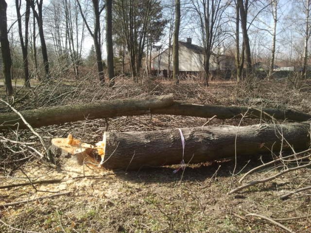 Drzewa w parku im. Jana Pawła II w Kraśniku zostały już wycięte