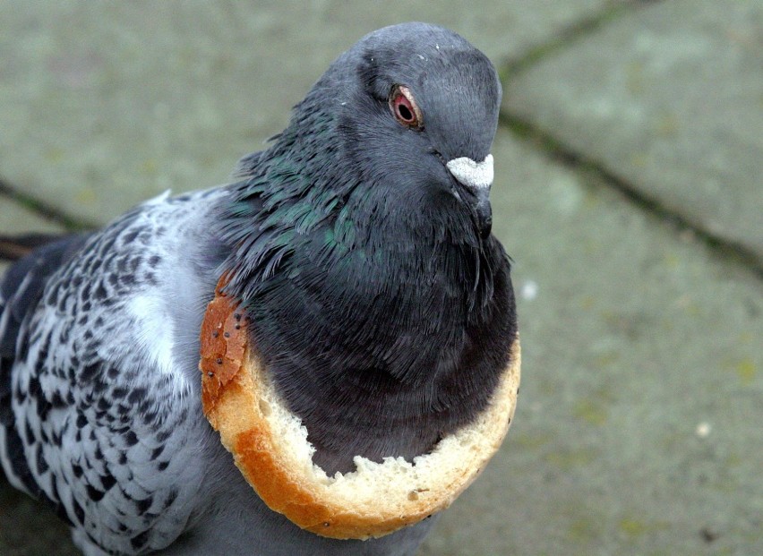 Dzisiaj obchodzimy Światowy Dzień Gołębia, zobaczcie zdjęcia tych legnickich