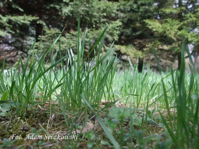 Kiedy przychodzi wiosna wszystko budzi się do życia. Świeża, rosnąca trawa stanowi piękny, optymistyczny widok. Fot. Adam Sęczkowski