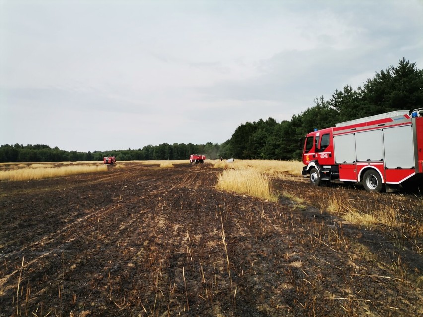 Pożar zboża we Wrzeszczewicach koło Łasku ZDJĘCIA