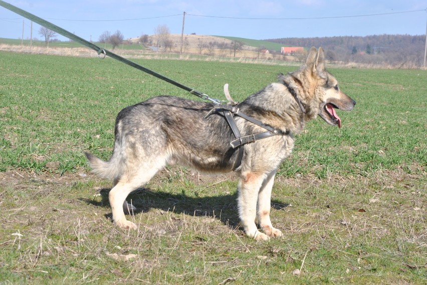 Azor to starszy, dostojny psiak, przypominający mieszańca...