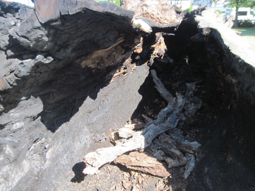 Nieznany sprawca podpalił pień "baobabu" z placu Litewskiego 